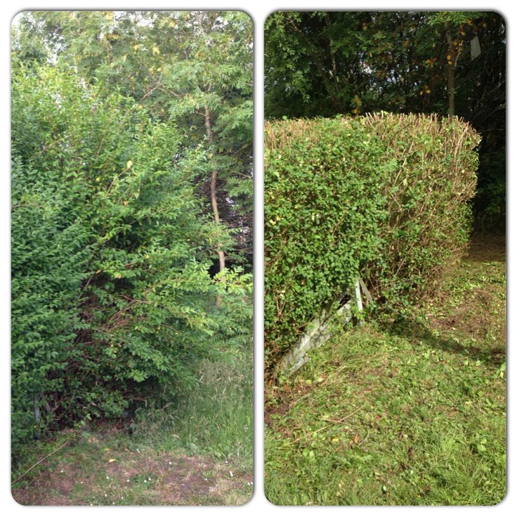 Garden Waste Removal